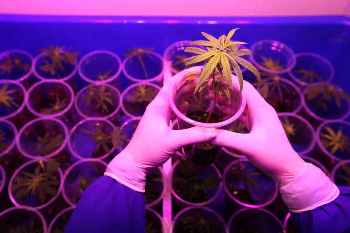 Asexual Marijuana Seeds Propagation: The Dummy Guide