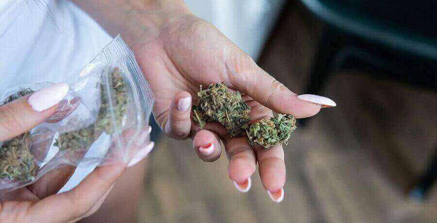 Quality and Condition of Marijuana Seeds