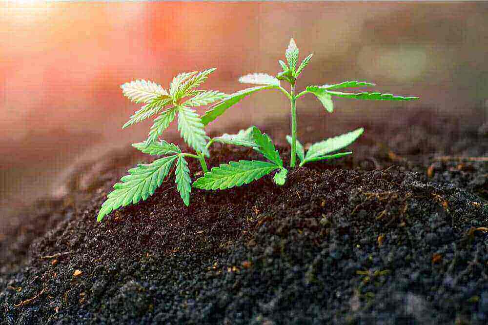 Growing Marijuana Seeds for Quality Weeds