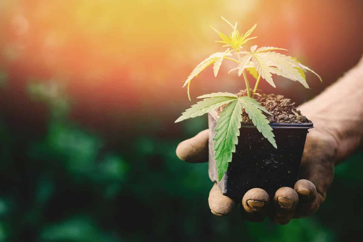 Growing Marijuana Seeds for the Beginners