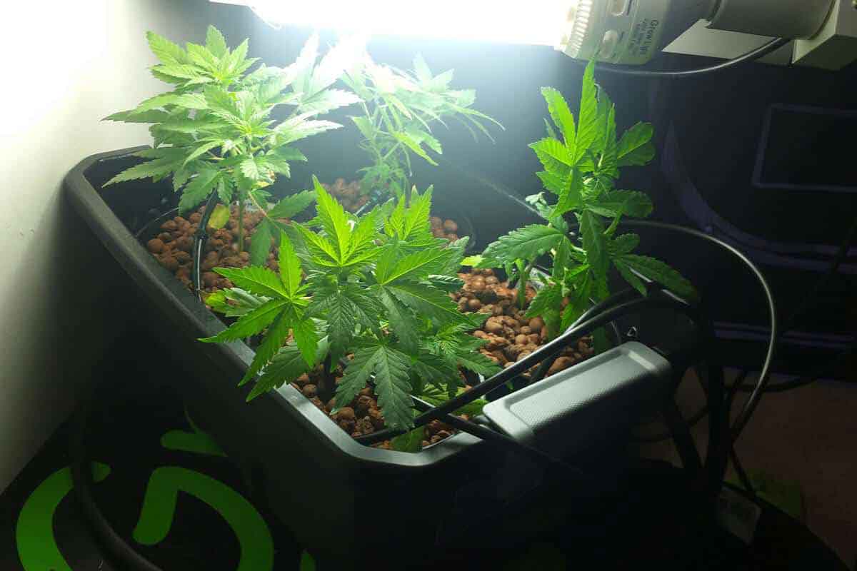 Growing Marijuana Seeds in Hydroponics