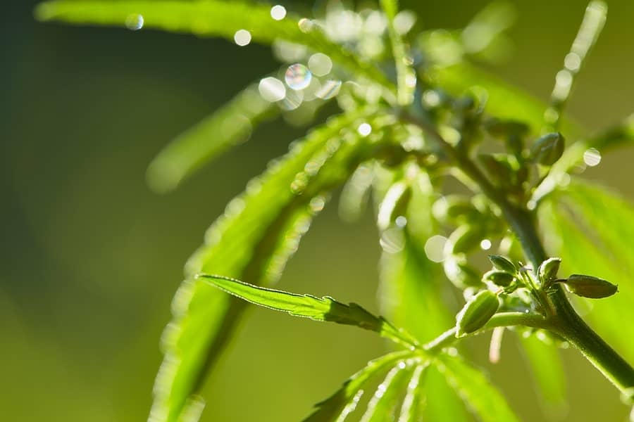 How To Grow Marijuana Seeds for Higher Yields