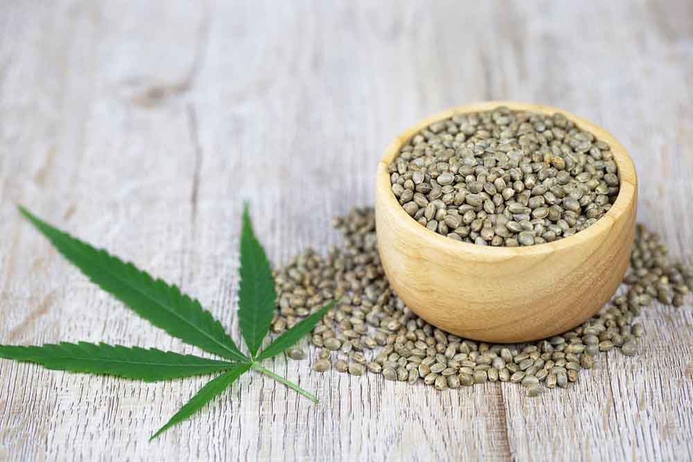 good yields in planting marijuana seeds