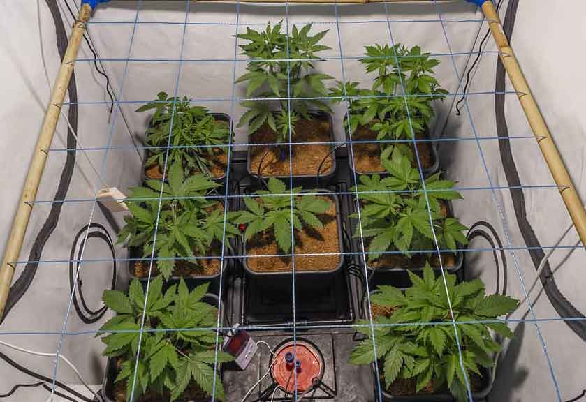 ontrol Growth of Marijuana Seeds