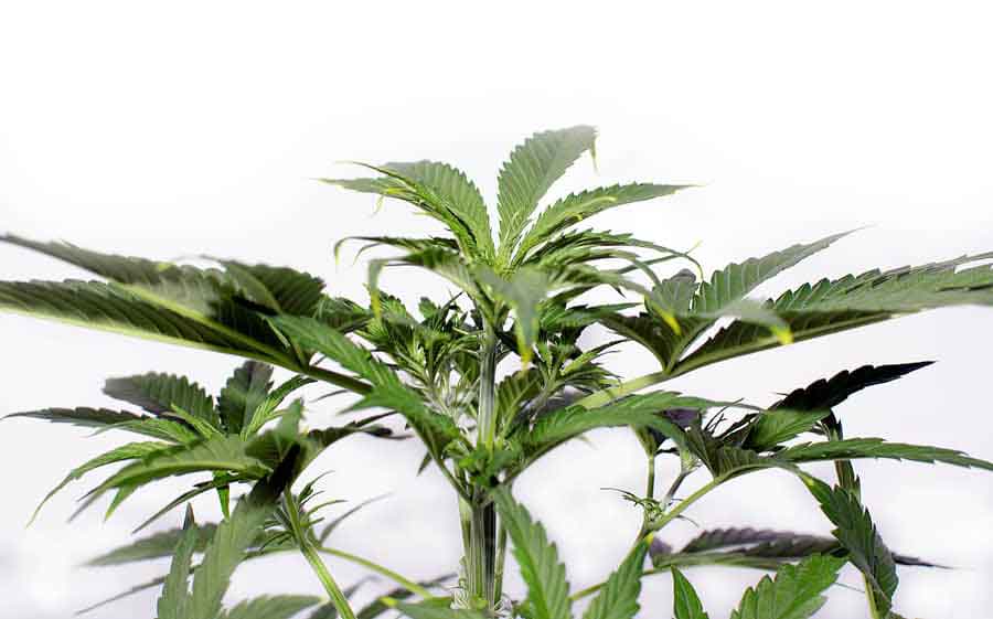 Grow Marijuana Seeds the Easy Way