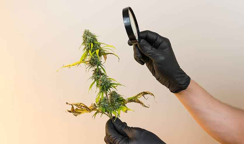 Marijuana Seeds Flower Early