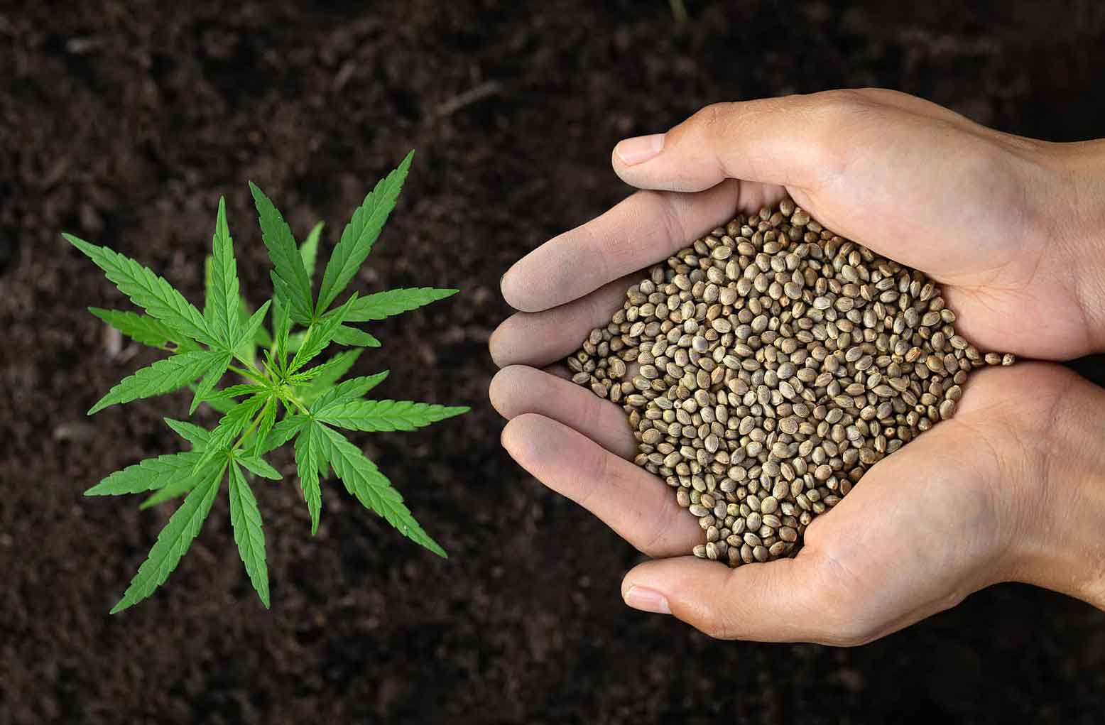 Marijuana Seeds with the Highest Yield