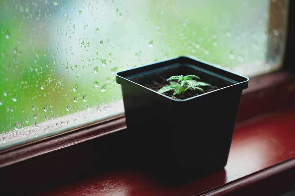 Germination process of marijuana seeds