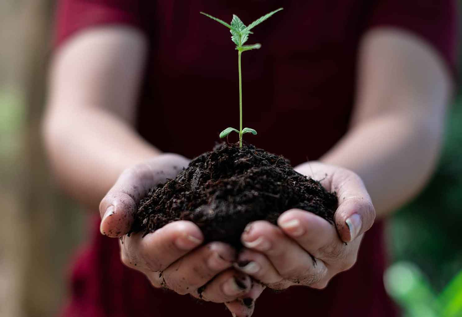 Making Your Own Feminized Marijuana