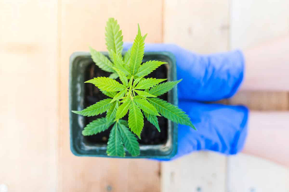 Marijuana Seeds Versus Clones – Which is Better?