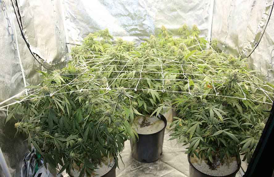 Marijuana Seeds in a Grow Tent
