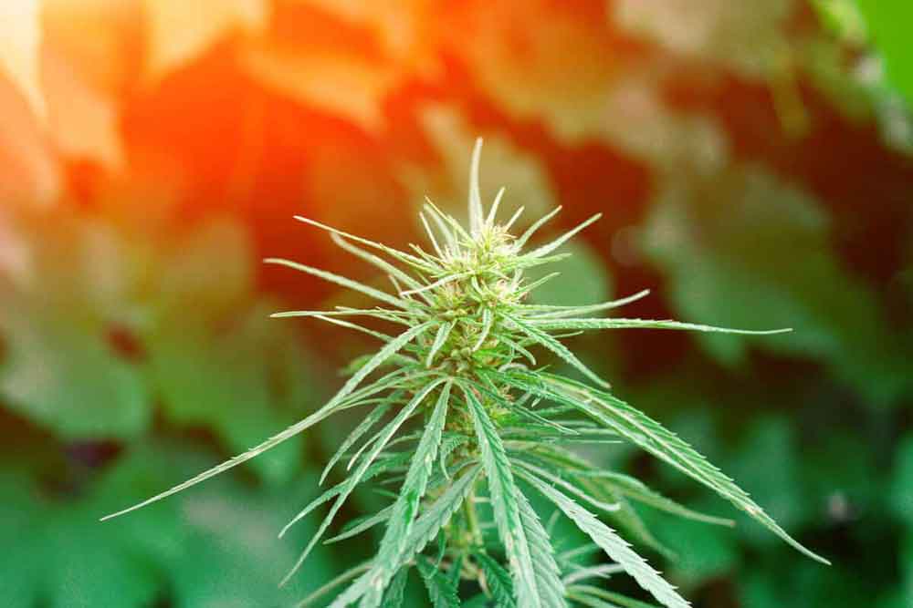 Growing Marijuana Seeds Naturally