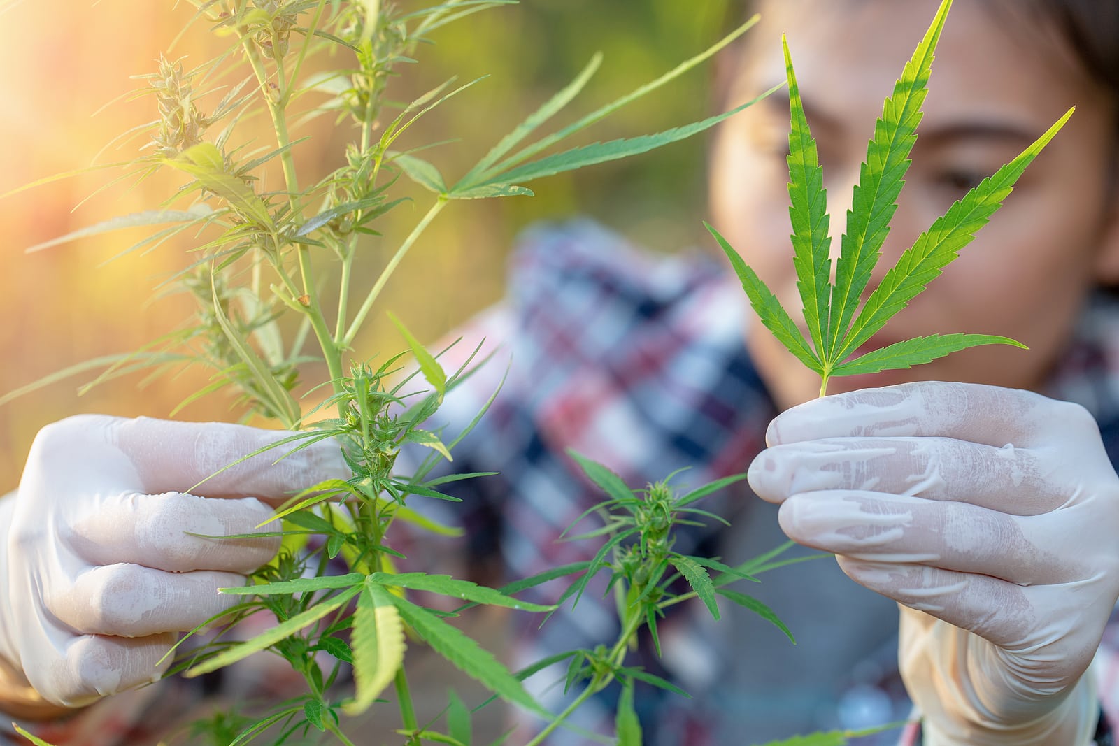 The Gender Between The Male and the Female Marijuana Seeds