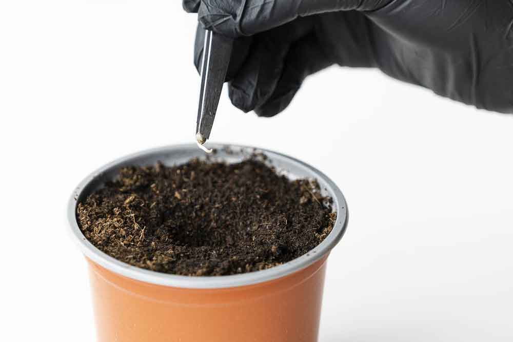 Germinate and Grow Marijuana Seeds