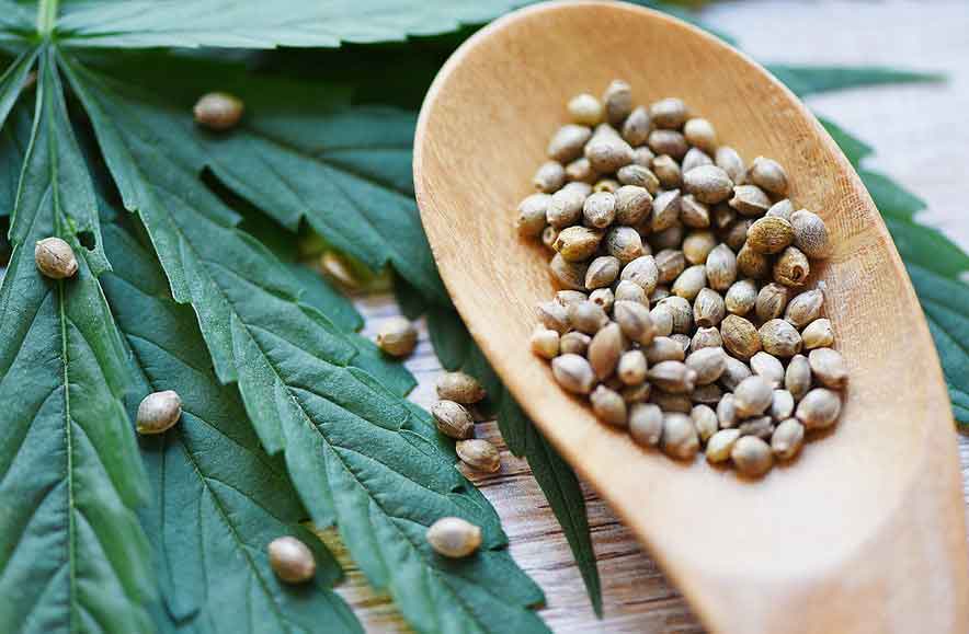 Nutrients Needed for Growing Marijuana