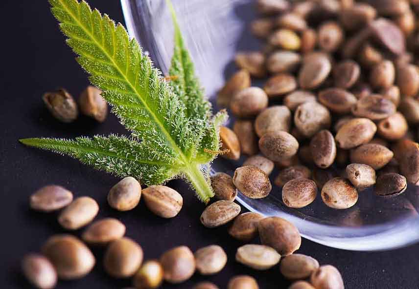 common signs of malnutrition in growing marijuana seeds