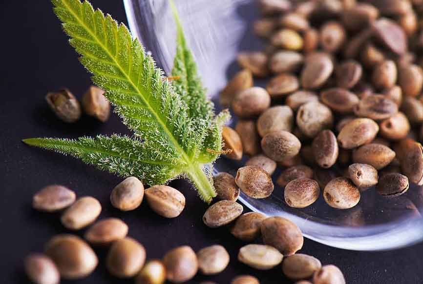 Different Growing Mediums for Marijuana Seeds