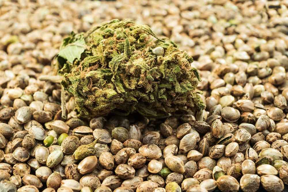 Ways in Growing your Own Marijuana Seeds