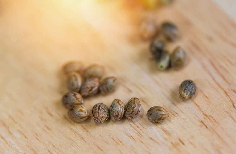 Medical Marijuana Seeds from the Rest of the Marijuana Variety