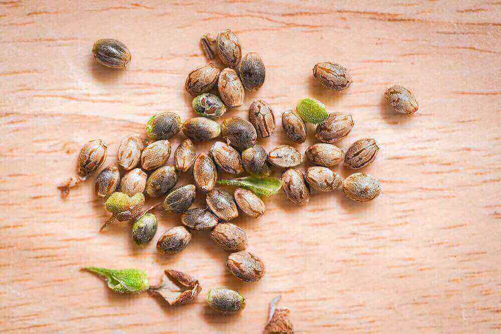 Feminized marijuana seeds