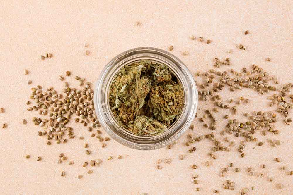 Marijuana Seed Banks Go Online