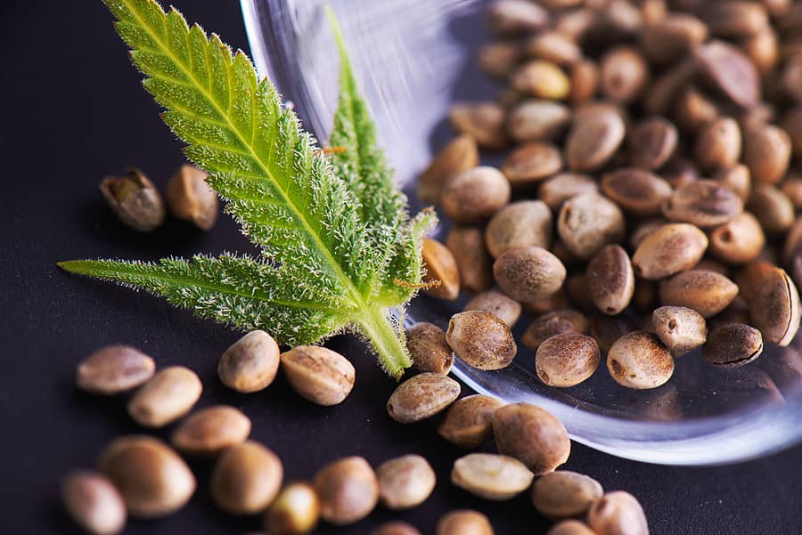The Best Source for High Quality Marijuana Seeds