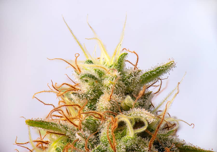 The Importance of Auto Flowering Marijuana Seeds for Growers