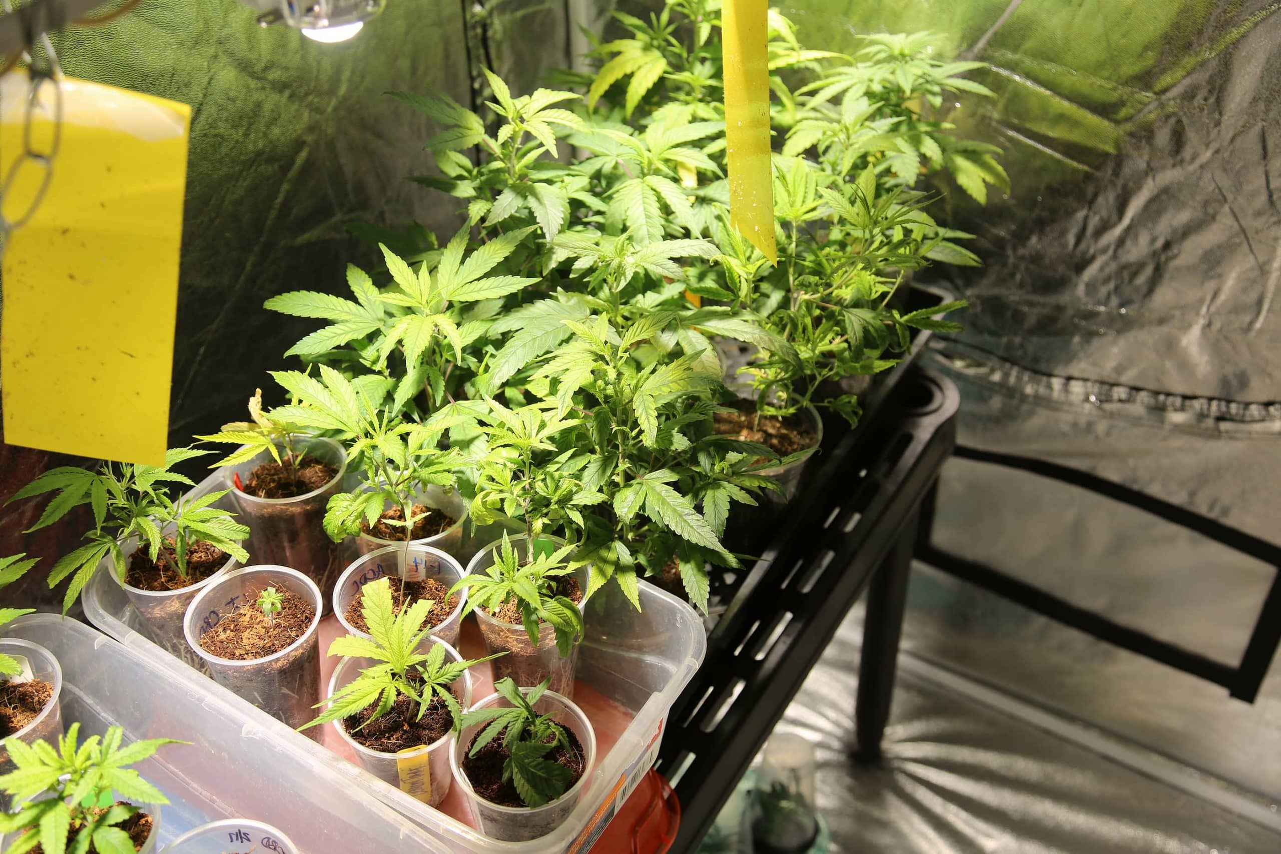 The Beginner’s Guide to Growing Marijuana Seeds