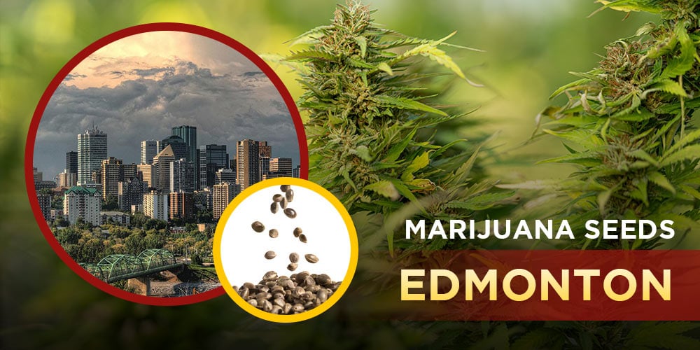 Marijuana Seeds Edmonton
