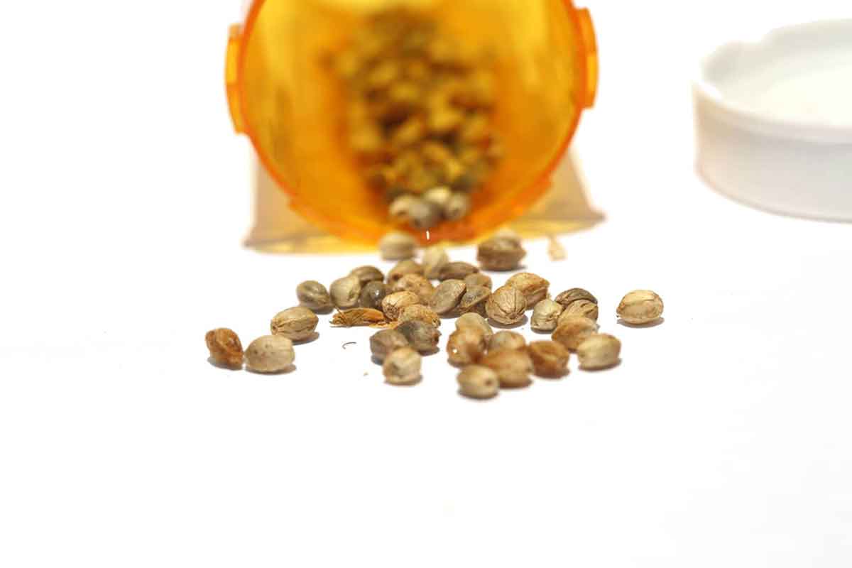 Kichener Marijuana Seeds
