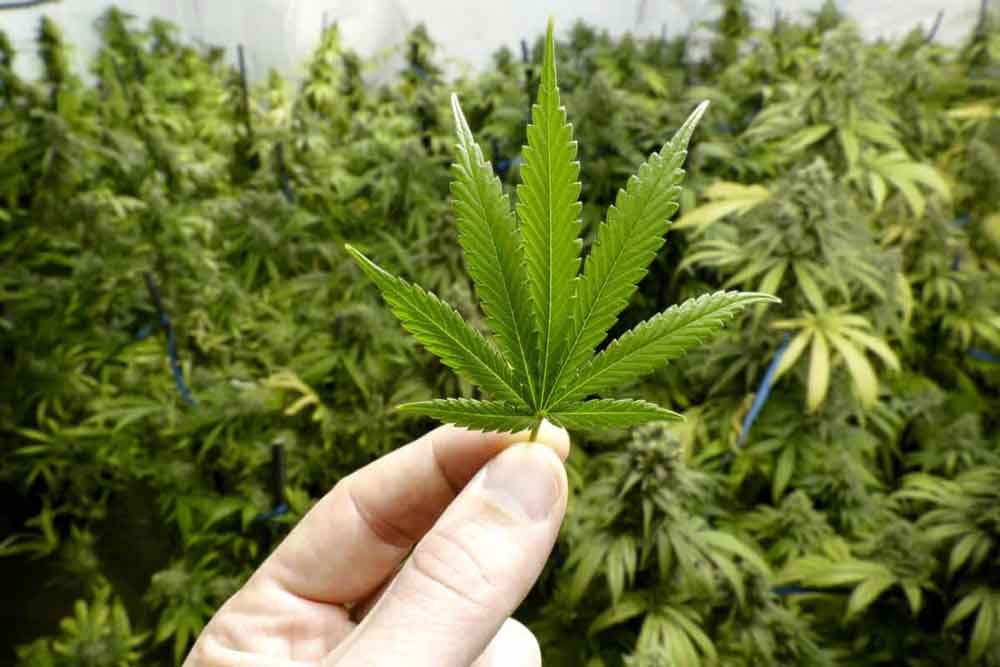 Marijuana for Cancer Treatment
