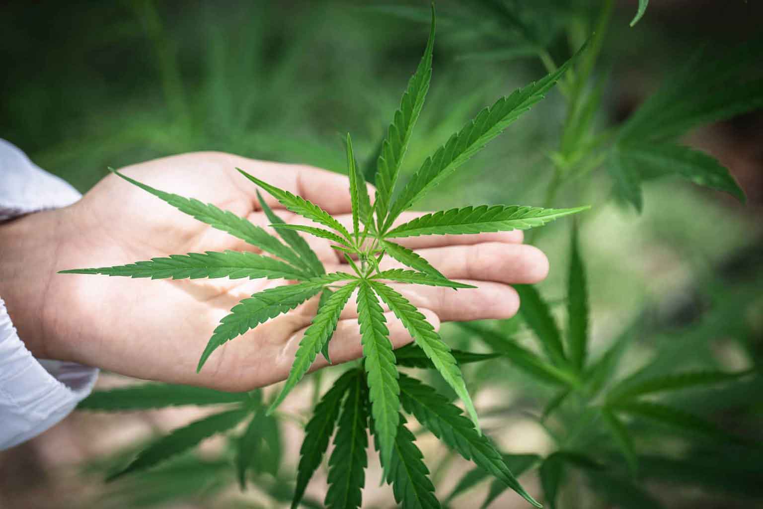 Treating the Symptoms of Psoriasis with Marijuana