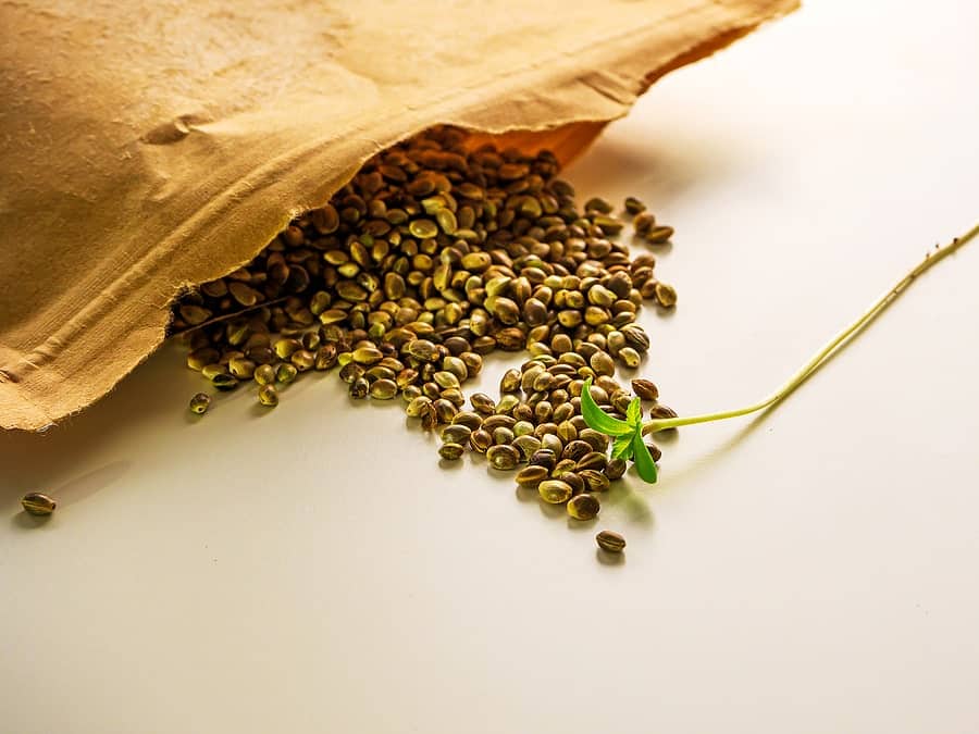 Affordable Marijuana Seeds Source In Surrey, Crop King Seeds