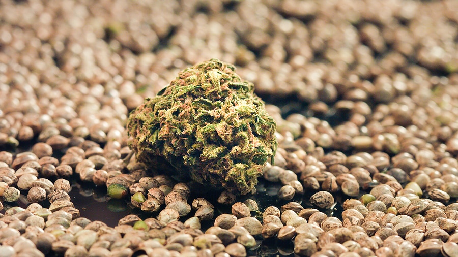 Affordable Marijuana Seeds, Crop King Seeds