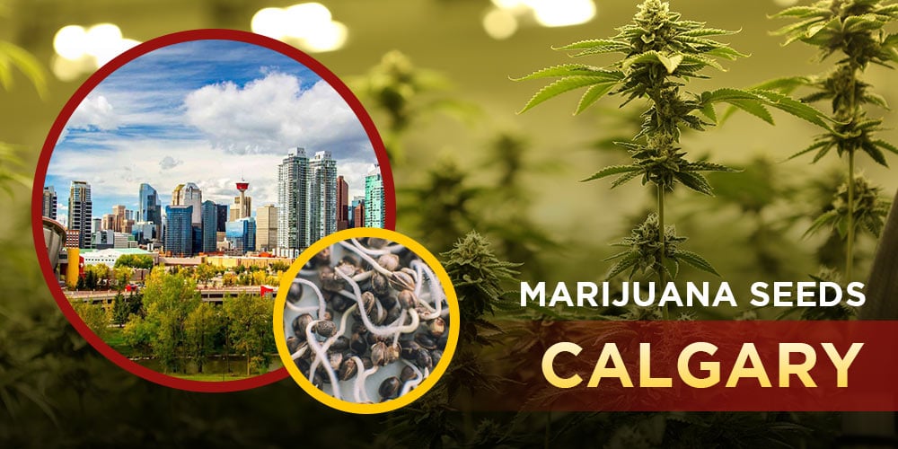 Marijuana Seeds Calgary
