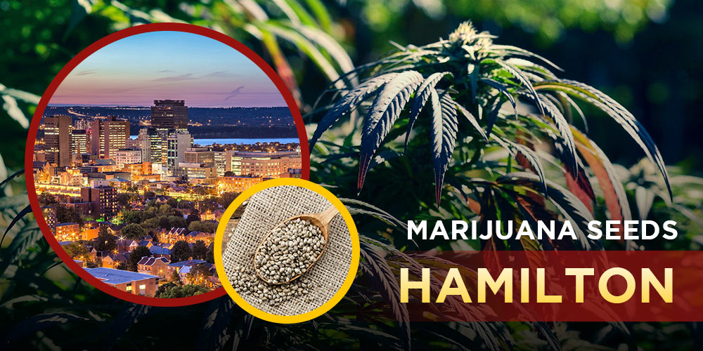 Marijuana-Seeds-Hamilton