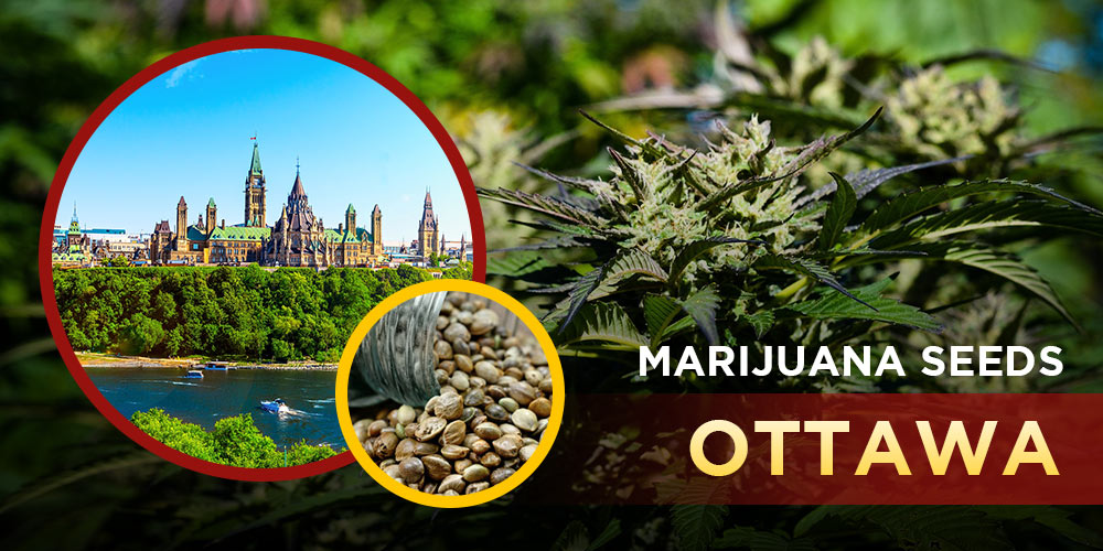 Marijuana Seeds Ottawa