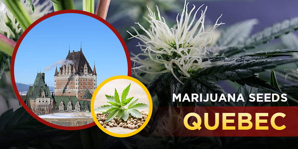 Marijuana Seeds Quebec