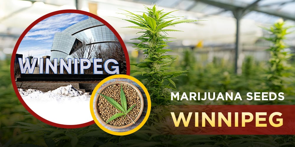 Marijuana Seeds Winnipeg