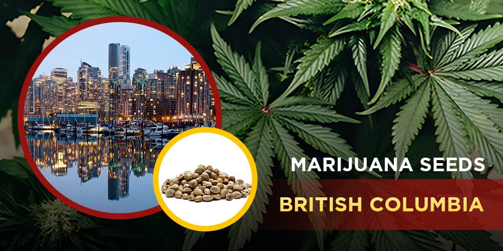 Marijuana Seeds British-Columbia