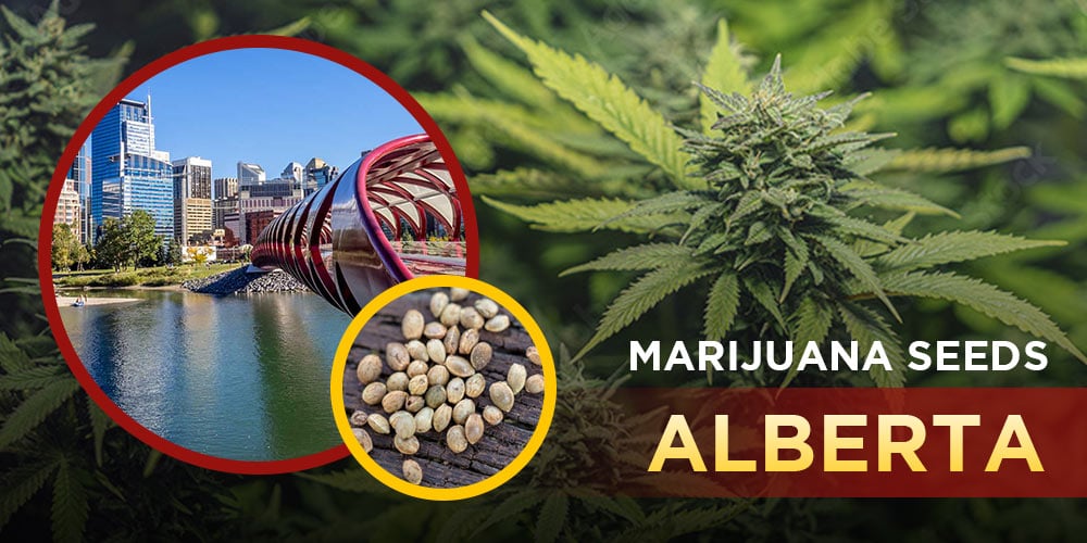 Marijuana Seeds Alberta