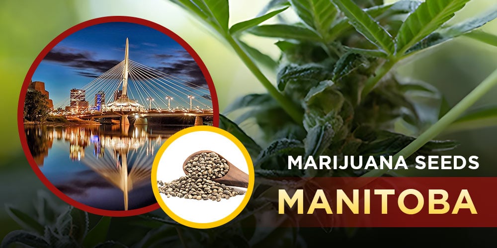 Marijuana Seeds Manitoba
