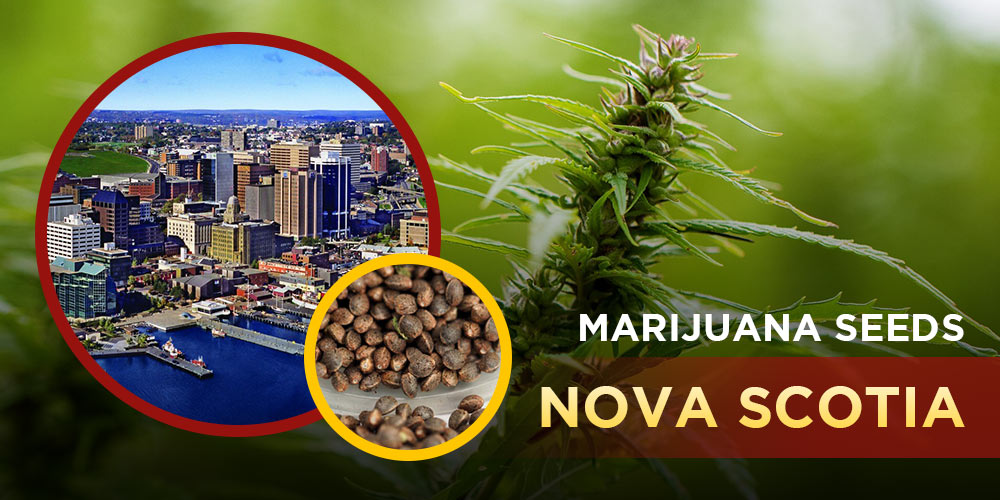 Marijuana Seeds Nova-Scotia