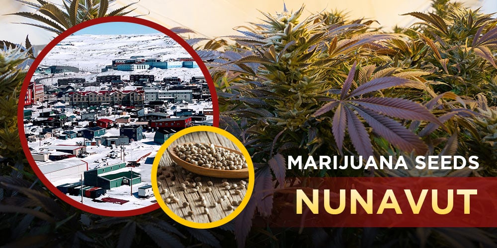 Marijuana Seeds Nunavut