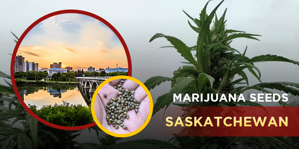 Marijuana Seeds Saskatchewan Crop King Seeds