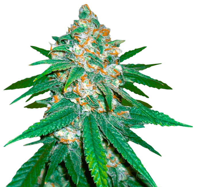 Afghani Regular Marijuana Seeds