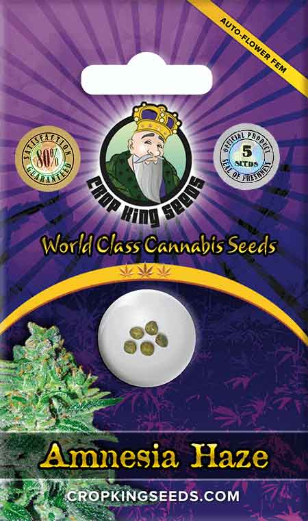 Amnesia Haze Autoflower Marijuana Seeds, Crop King Seeds