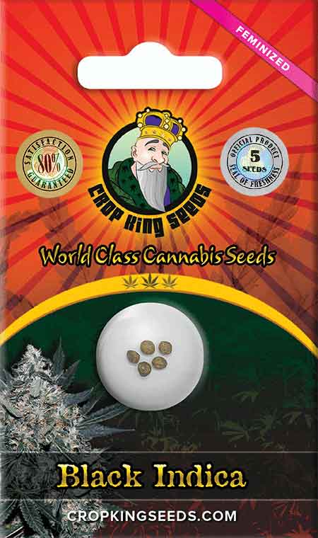 Black Indica Feminized Marijuana Seeds, Crop King Seeds