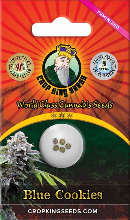 Blue Cookies Feminized Marijuana Seeds, Crop King Seeds