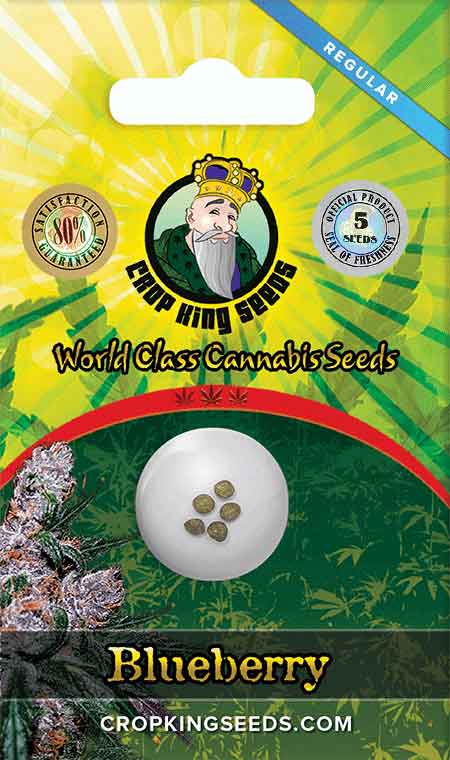 Blueberry Strain Regular Marijuana Seeds, Crop King Seeds